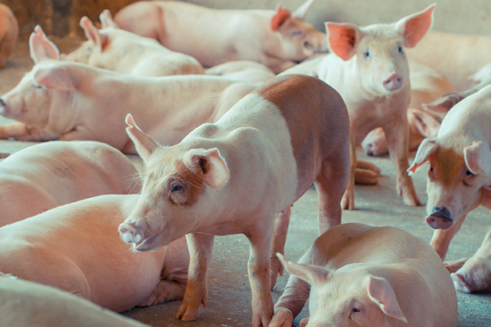 เกษตรกร-เอกชนหนุนปศุสัตว์ เดินหน้าพลิกสถานการณ์หมู เชื่อมั่นรายย่อยฟื้นได้ตามแผน ดันเลิก “คุมราคาหน้าฟาร์ม” จูงใจ 1 webp