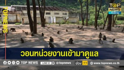 อากาศร้อน แหล่งอาหารลดน้องลง ลิงวอกฝูงสุดท้ายกว่า 3,000 ตัว ยกฝูงลงมาหาอาหารและเล่นน้ำคลายร้อน