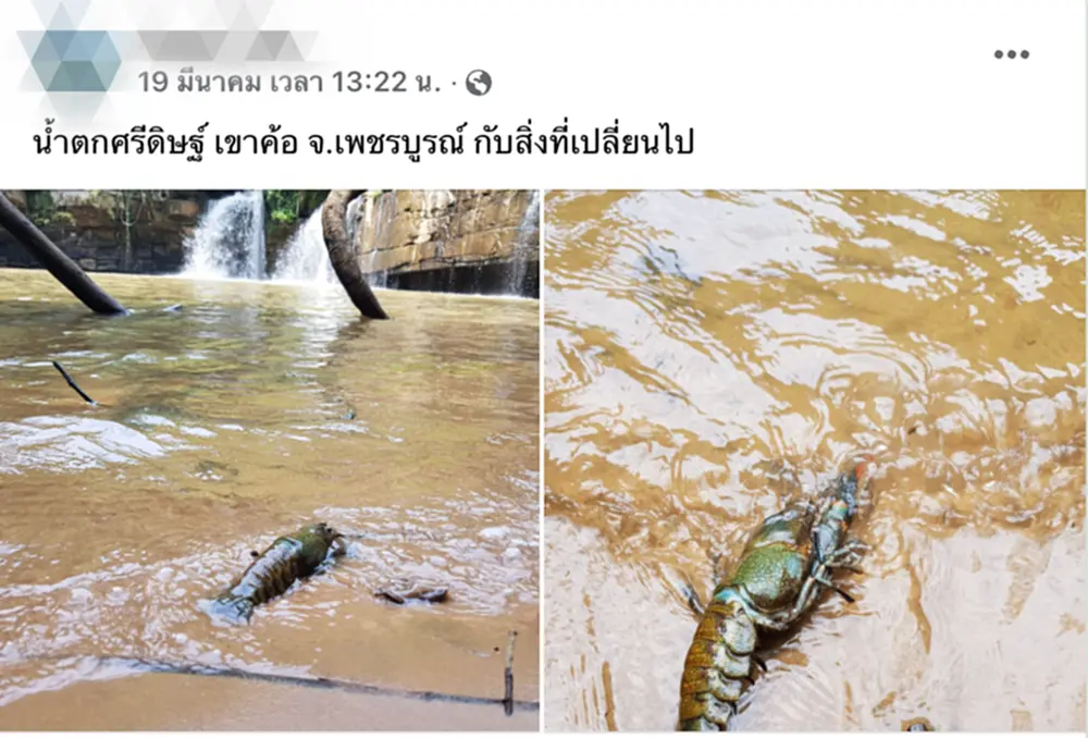 กุ้งก้ามแดง, กุ้งเครย์ฟิช,​น้ำตกศรีดิษฐ์