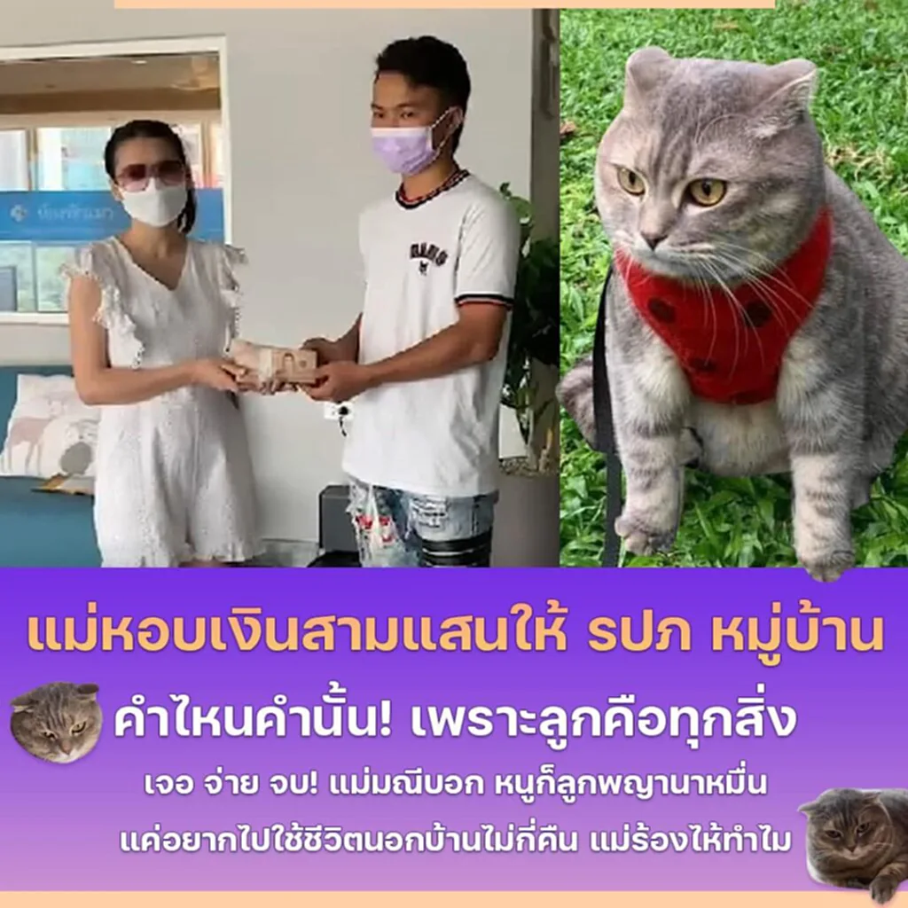 สก็อตติช โฟลด์, ทูนหัวของบ่าว, แมว, หาย, สินน้ำใจ, รางวัลนำส่ง