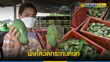โควิดพ่นพิษหนัก แม่ค้าเกษตรกรสวนมะม่วงบุฮมโอด ลูกค้าหด ยอดตกกว่า 60 %
