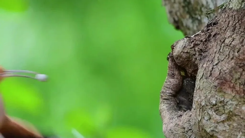 กะรางหัวขวาน, นกกะรางหัวขวาน, คลิปวิดีโอ, ยูนนาน