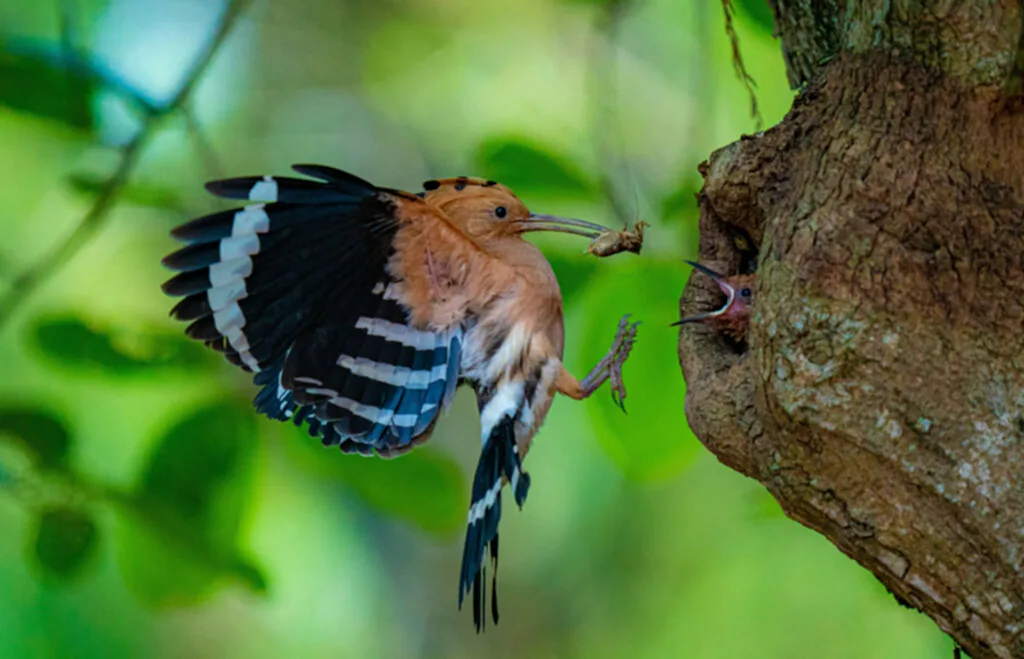 กะรางหัวขวาน, นกกะรางหัวขวาน, คลิปวิดีโอ, ยูนนาน
