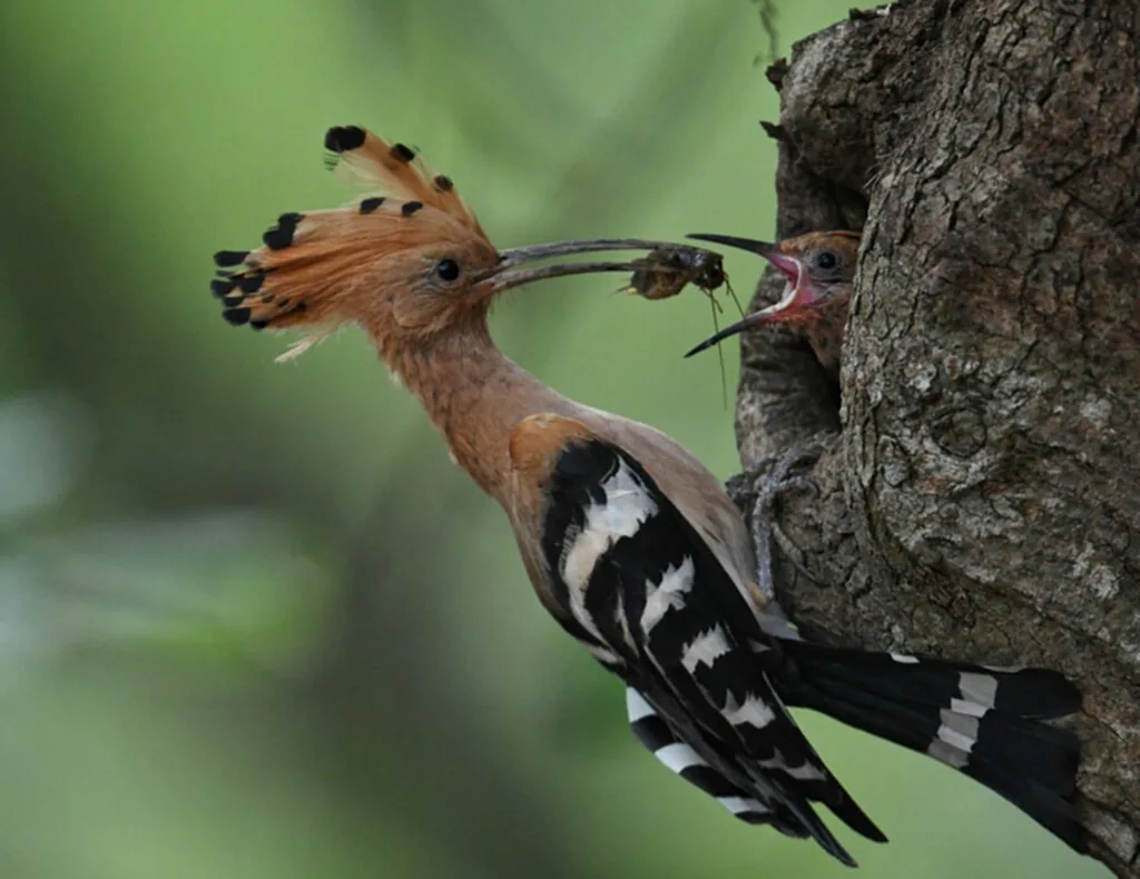 กะรางหัวขวาน, นกกะรางหัวขวาน, คลิปวิดีโอ, ยูนนาน