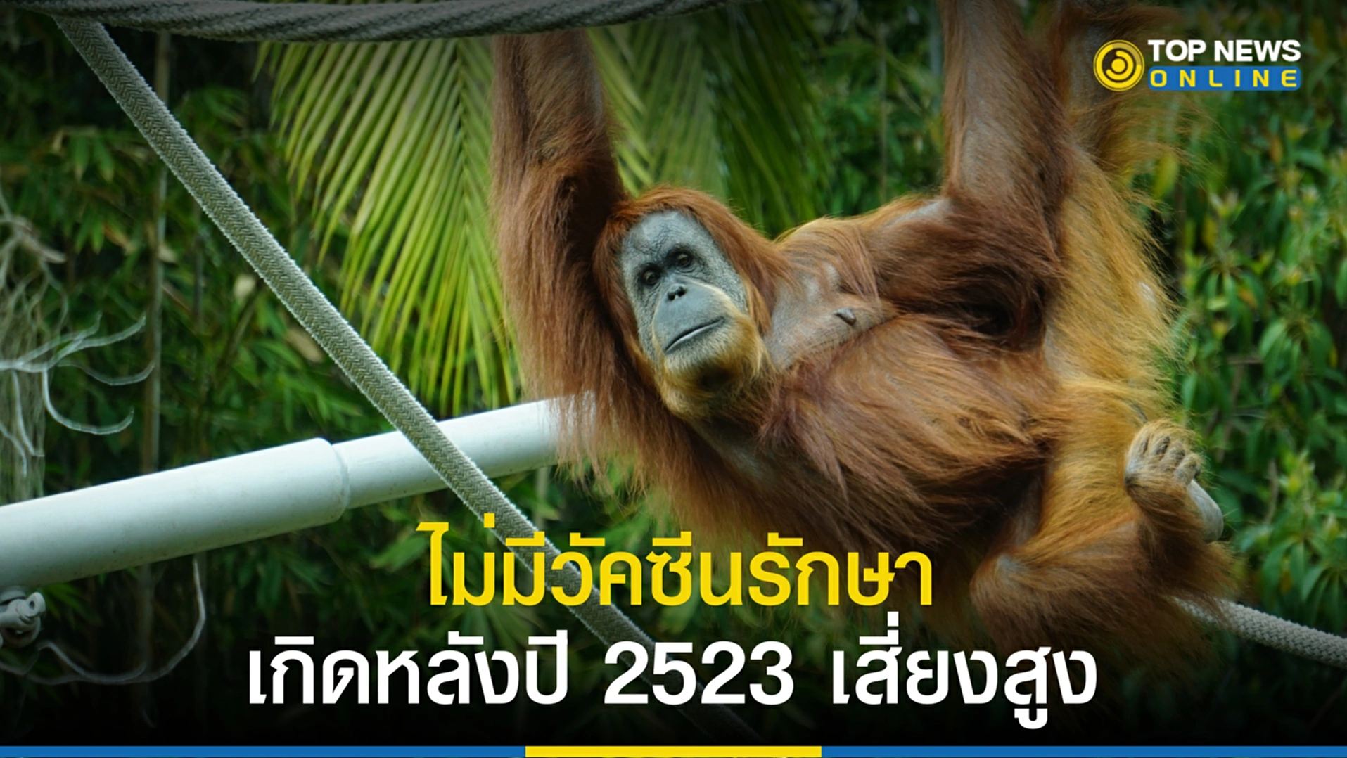 ฝีดาษลิง, ไข้ทรพิษ, โรคฝีดาษลิง, WHO, กรมควบคุมโรค, ปลูกฝี