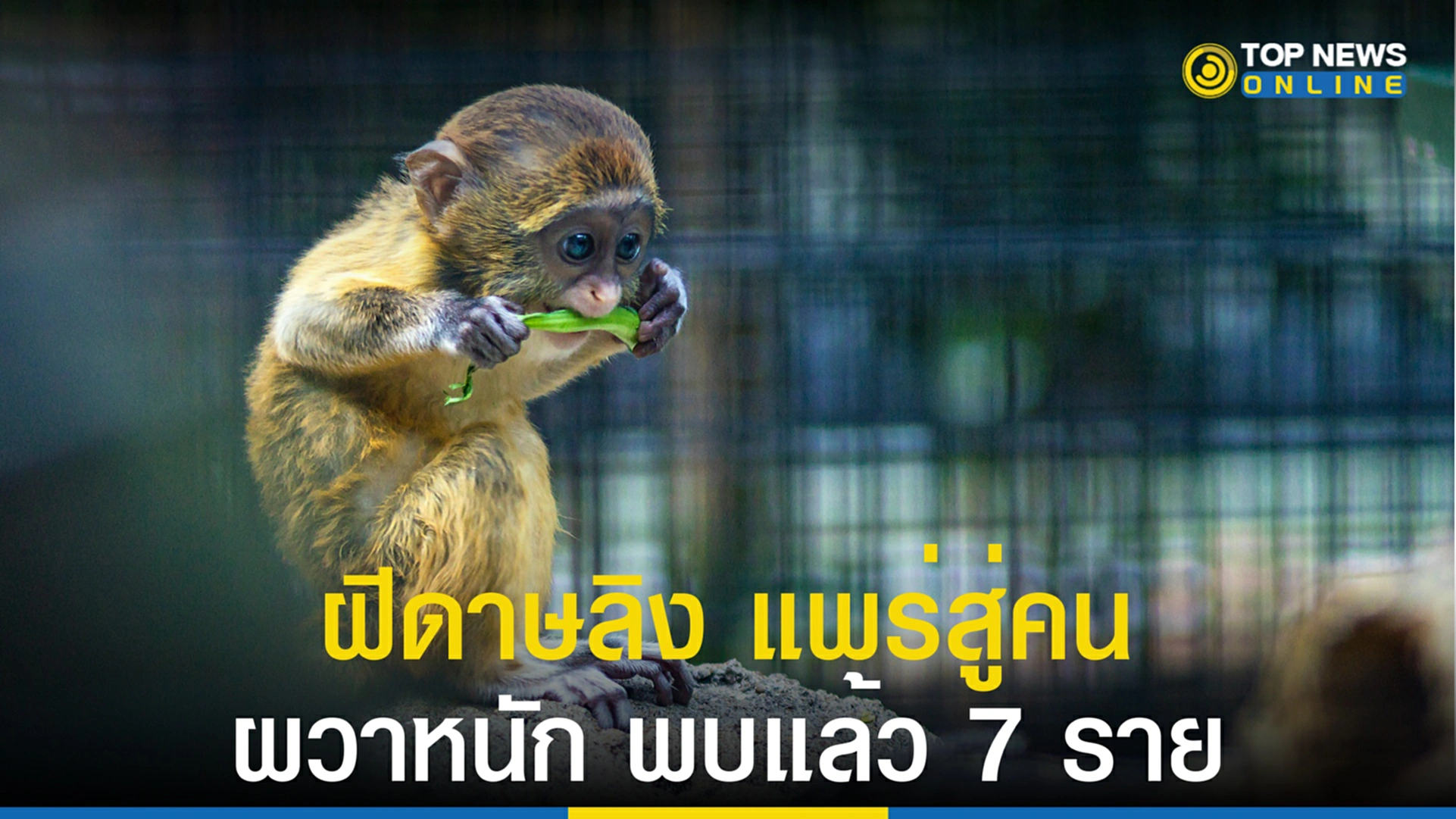 ฝีดาษ ลิง, monkeypox คือ, monkeypox, โรคฝีดาษลิง, ฝีดาษลิง, โรคฝีดาษ, ไข้ทรพิษ