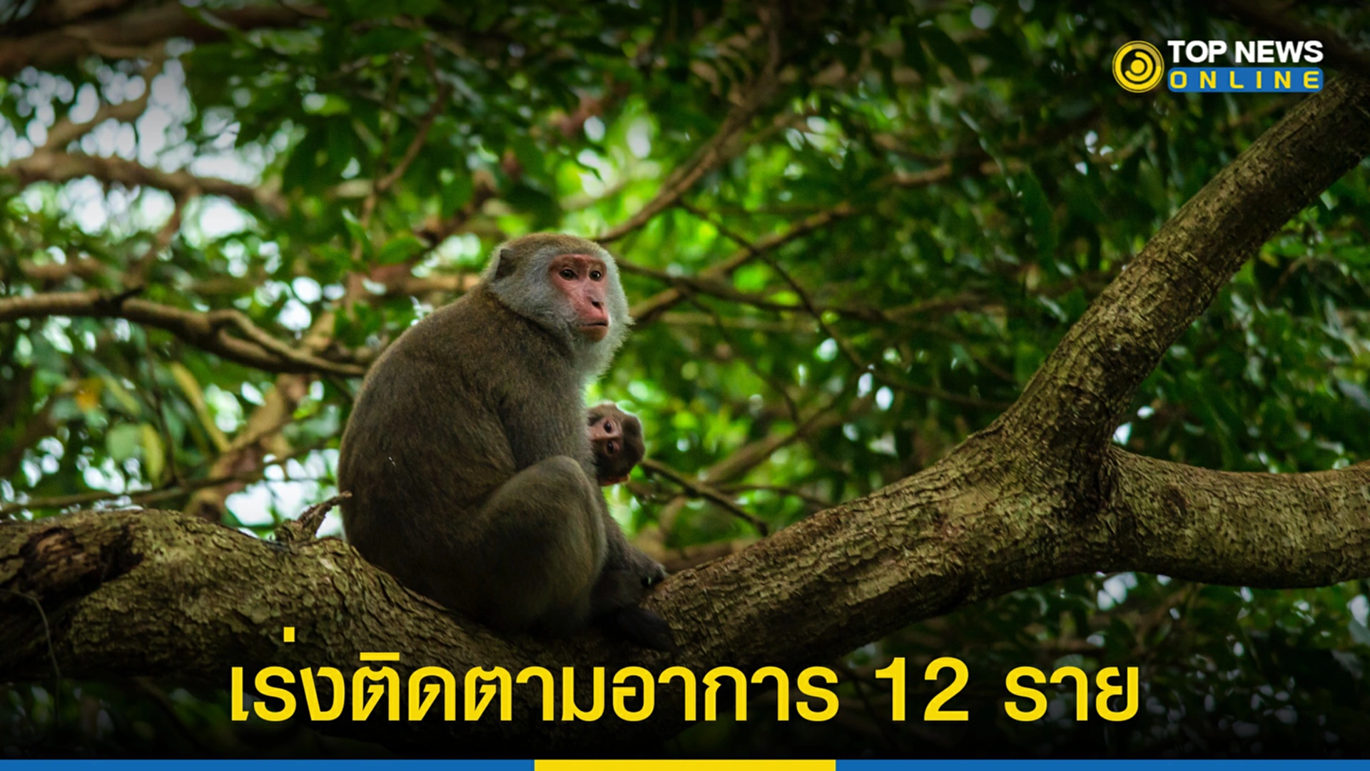 ฝีดาษลิง, ฝีดาษวานร, monkeypox, ฝีดาษลิงในไทย, ออสเตรเลีย, ผู้ติดเชื้อ, สธ.