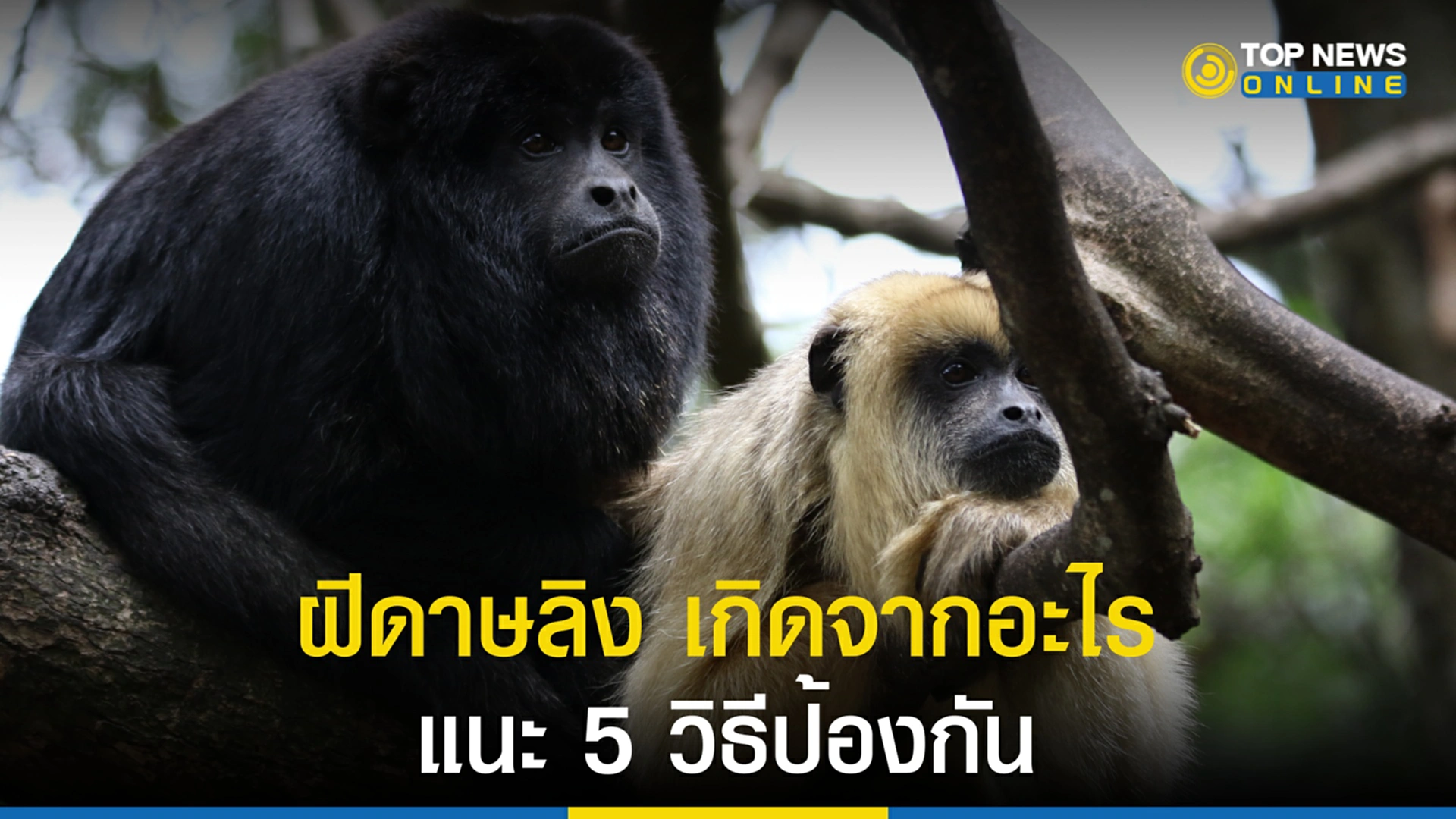ฝีดาษลิง, โรคฝีดาษลิง, ไข้ทรพิษ, กรมควบคุมโรค, วิธีป้องกันฝีดาษลิง, อาการฝีดาษลิง