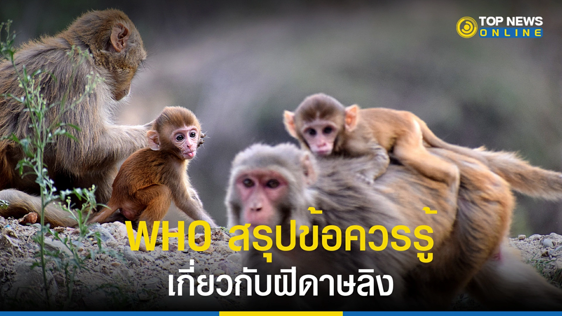ฝีดาษลิง, ฝีดาษวานร, WHO, องค์การอนามัยโลก, สรุปฝีดาษลิง
