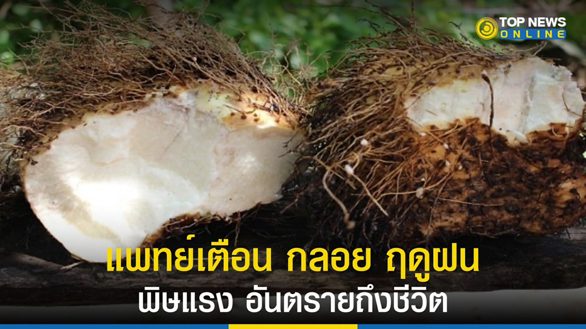 กลอย, สารไดออสคารีน, อาหารเป็นพิษ, พิษจากกลอย, กรมควบคุมโรค