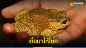 เชื่อมา