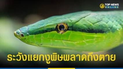 “งูพิษ” หรือไม่มีพิษ ระวัง 7 ข้อสังเกตอาจใช้ไม่ได้กับงูในไทย