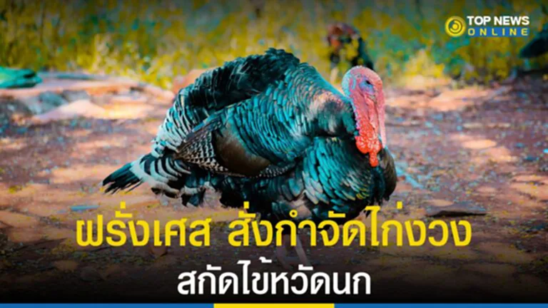 ไข้หวัดนก, ฝรั่งเศส, กำจัด, ไก่งวง, สัตว์ปีก, ห้ามเคลื่อนย้ายสัตว์ปีก