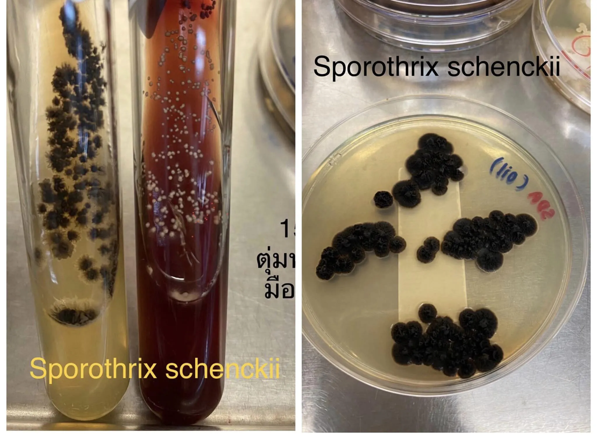 โรคสปอโรทริโคสิส, สปอโรทริโคสิส, Sporotrichosis, Sporothrix schenckii, Itraconazole, หนามกุหลาบ, แมว, ข่วน, กัด, ทาสแมว, หมอมนูญ