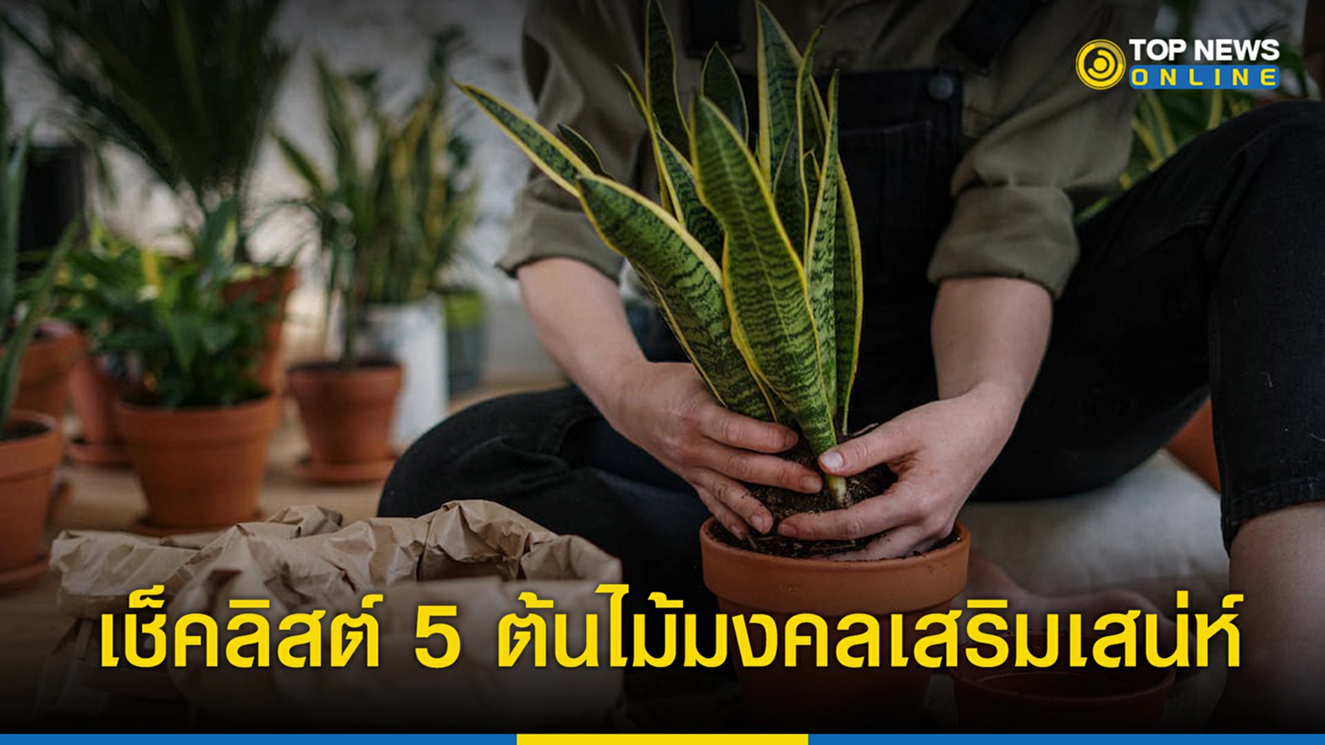 ต้นไม้มงคล ต้นไม้มงคล
