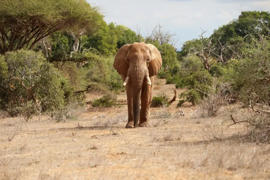 ช้าง, ช้างป่า, ช้างดีดา, ช้างเพศเมีย, ช้างในเคนยา, ตัวใหญ่สุดในแอฟริกา, ช้างแม่แปรก, ดีดา, Dida, แอฟริกา