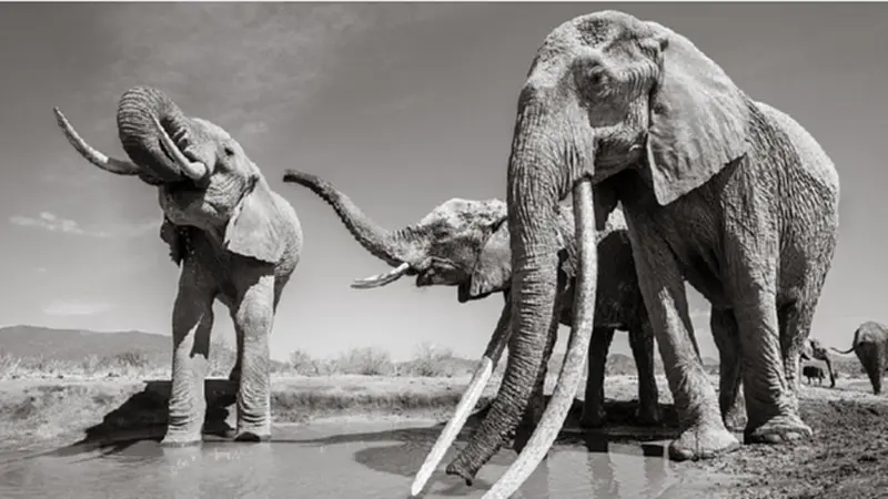 ช้าง, ช้างป่า, ช้างดีดา, ช้างเพศเมีย, ช้างในเคนยา, ตัวใหญ่สุดในแอฟริกา, ช้างแม่แปรก, ดีดา, Dida, แอฟริกา 