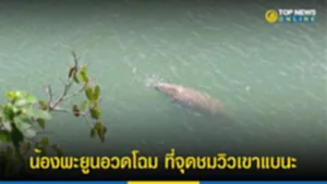 พะยูน, พะ ยูน กิน อะไร, วัวทะเล, จุดชมวิวเขาแบนะ, อุทยานแห่งชาติหาดเจ้าไหม, สัตว์เลี้ยงลูกด้วยนม, ใกล้สูญพันธุ์, สัตว์ป่าสงวน