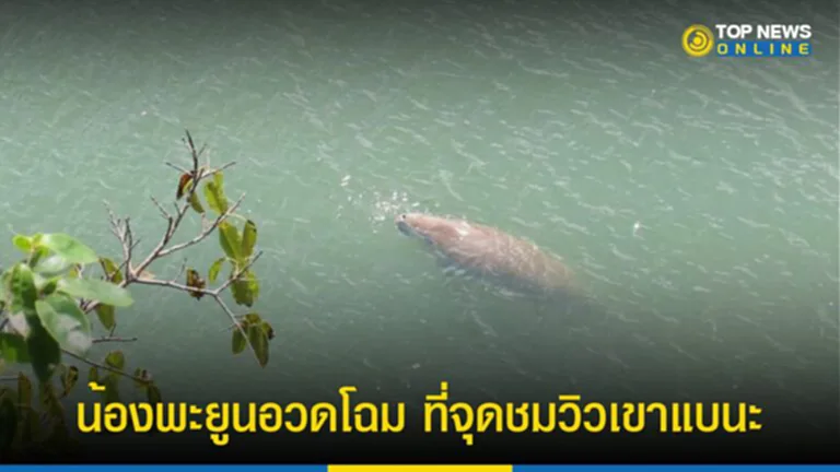 พะยูน, พะ ยูน กิน อะไร, วัวทะเล, จุดชมวิวเขาแบนะ, อุทยานแห่งชาติหาดเจ้าไหม, สัตว์เลี้ยงลูกด้วยนม, ใกล้สูญพันธุ์, สัตว์ป่าสงวน