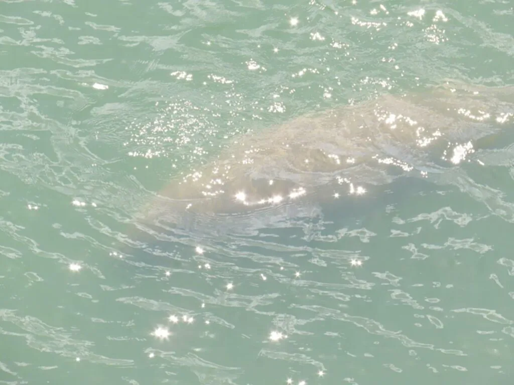 พะยูน, พะ ยูน กิน อะไร, วัวทะเล, จุดชมวิวเขาแบนะ, อุทยานแห่งชาติหาดเจ้าไหม, สัตว์เลี้ยงลูกด้วยนม, ใกล้สูญพันธุ์, สัตว์ป่าสงวน