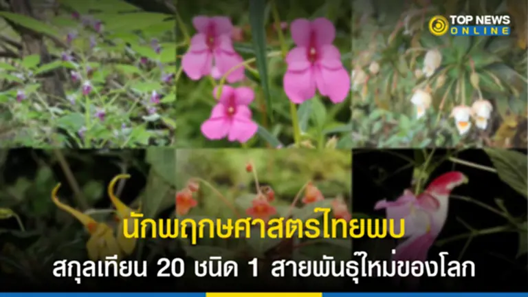 Impatiens of Thailand, สกุลเทียน, พืชสกุลเทียน, เทียน หยด, เทียนชนิดใหม่, องค์การสวนพฤกษศาสตร์, พฤกษศาสตร์, เทียนไทย, ลักษณะเทียนของไทย