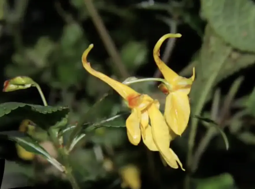 Impatiens of Thailand, สกุลเทียน, พืชสกุลเทียน, เทียน หยด, เทียนชนิดใหม่, องค์การสวนพฤกษศาสตร์, พฤกษศาสตร์, เทียนไทย, ลักษณะเทียนของไทย