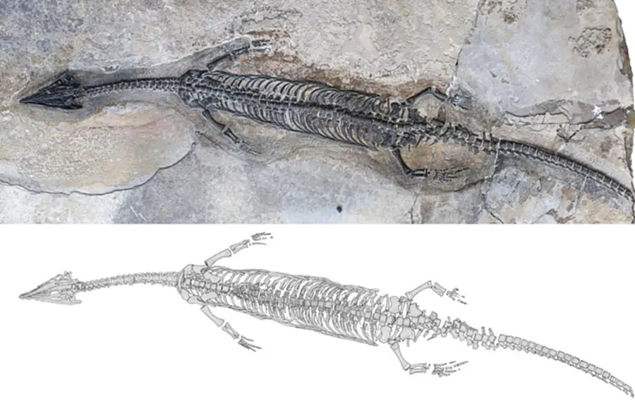 ฟอสซิล, จีน, สัตว์เลื้อยคลาน, สัตว์เลื้อยคลายในทะเล, pachypleurosaur, หลักฐานฟอสซิล, ยูนนาน, หลัวผิงโกซอรัส, นักบรรพชีวินวิทยา