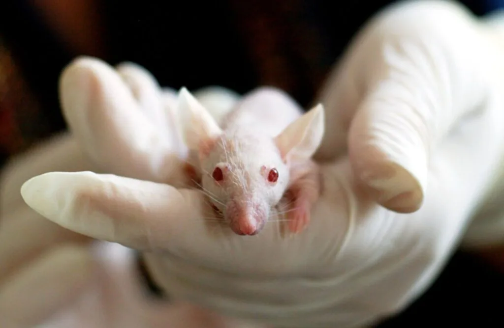 FDA, อย.สหรัฐ, สัตว์ทดลอง, ทดสอบยา, ทดสอบกับสัตว์, บริษัทยา, ทดลองยา, ทดสอบในสัตว์, ความทรมานในสัตว์ทดลอง
