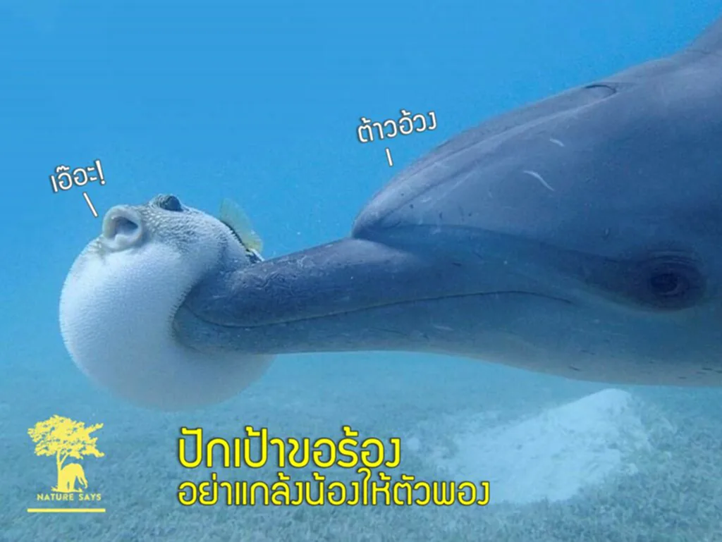 Little Mermaid, the little mermaid 2023, little mermaid 2023, halle bailey, ปลาปักเป้า, ปลาปักเป้าพองตัว, อายุสั้นลง, ดิสนีย์, เจ้าชายเอริก, เออร์ซูล่า, เจ้าหญิงเงือกน้อย, แอเรียล