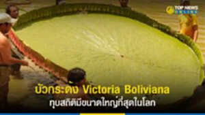 บัวกระด้ง,​ บัววิกตอเรีย, Guiness World Records, Victoria amazonica, Victoria cruziana, Victoria Boliviana, Kew Gardens