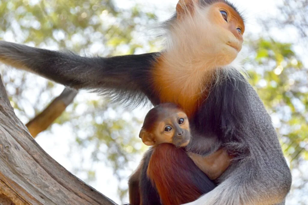 ค่างห้าสี, สัตว์ป่าใกล้สูญพันธุ์, สวนสัตว์เขาเขียว, สวนสัตว์เปิดเขาเขียว, ลูกค่างห้าสี, สัตว์ป่าหายากใกล้สูญพันธุ์,​ IUCN