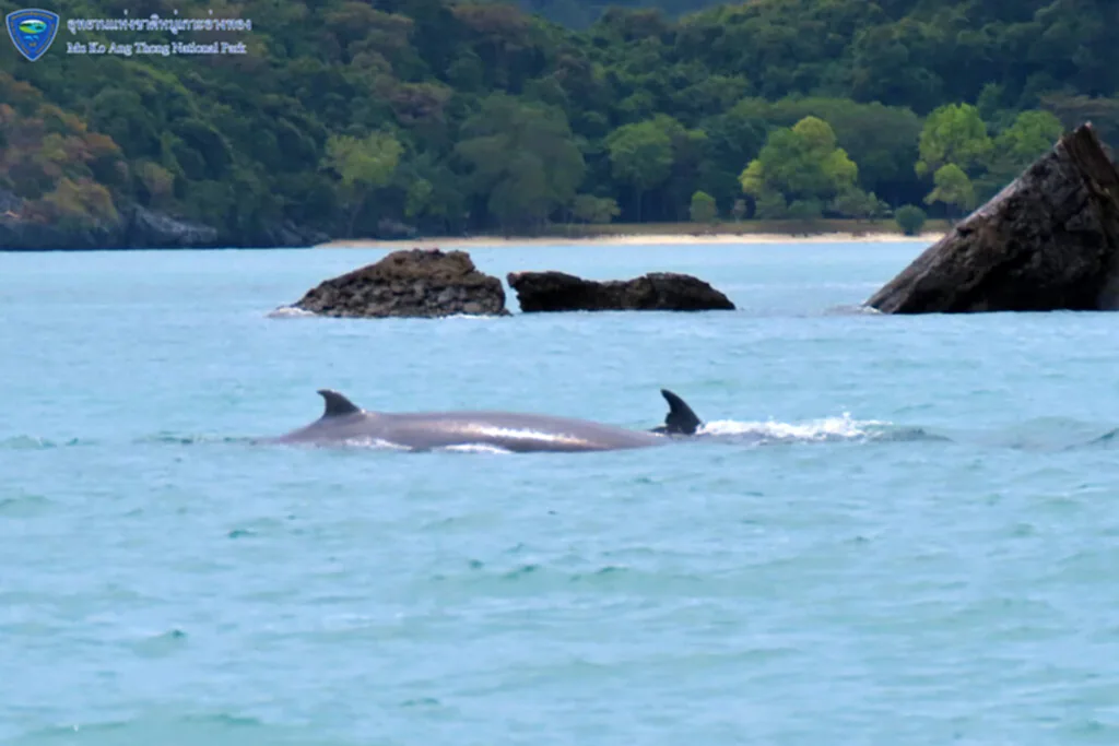 วาฬบรูด้า, วาฬบรูด้า ในไทย, อุทยานแห่งชาติหมู่เกาะอ่างทอง,​ สัตว์ทะเลหายาก, ระบบนิเวศและทรัพยากรทางทะเล