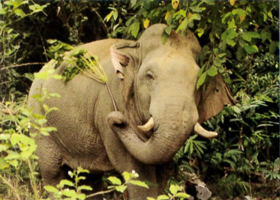 ช้างป่า, ช้างร้องเสียงยังไง,​ เสียงร้องช้างป่า, สัตว์สังคม