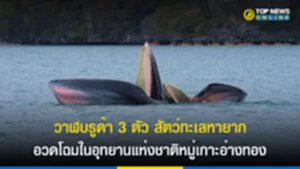 วาฬบรูด้า 3 ตัว สัตว์ทะเลหายาก อวดโฉมในอุทยานแห่งชาติหมู่เกาะอ่างทอง