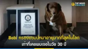 Bobi ครองแชมป์หมาอายุมากที่สุดในโลก เท่าที่เคยพบเจอในวัย 30 ปี