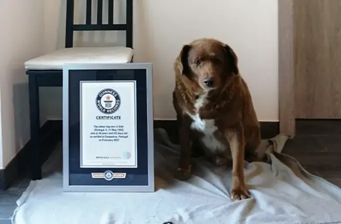 หมาอายุมากที่สุดในโลก, หมา อายุ เยอะที่สุด ในโลก, หมา อายุ ยืนที่สุดในโลก, Bobi, หมาที่อายุเยอะที่สุดในโลกที่ยังมีชีวิต, Guinness World Records, ​โปรตุกีส วอชด็อก, โปรตุเกส
