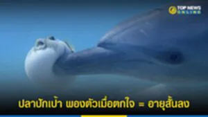 Little Mermaid, the little mermaid 2023, little mermaid 2023, halle bailey, ปลาปักเป้า, ปลาปักเป้าพองตัว, อายุสั้นลง, ดิสนีย์, เจ้าชายเอริก, เออร์ซูล่า, เจ้าหญิงเงือกน้อย, แอเรียล