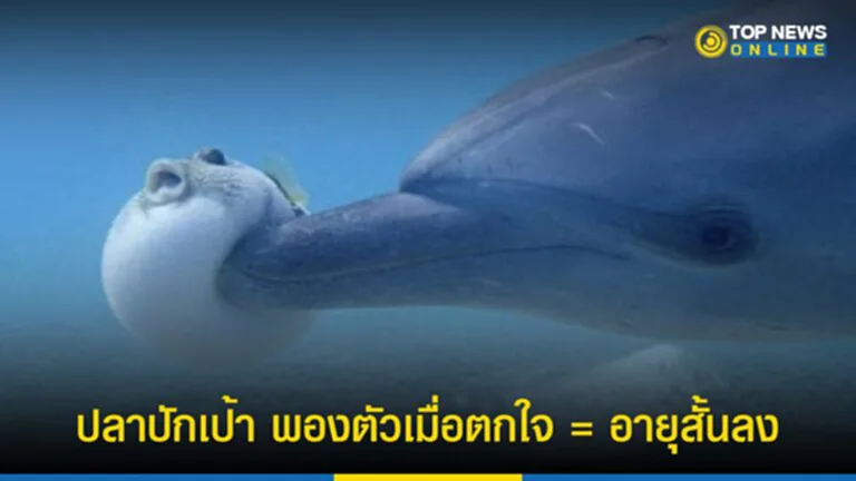 Little Mermaid, the little mermaid 2023, little mermaid 2023, halle bailey, ปลาปักเป้า, ปลาปักเป้าพองตัว, อายุสั้นลง, ดิสนีย์, เจ้าชายเอริก, เออร์ซูล่า, เจ้าหญิงเงือกน้อย, แอเรียล