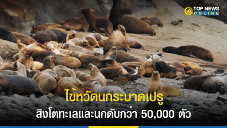 ไข้หวัดนก, ไข้หวัดนก H5N1, โรค ไข้หวัด นก , การระบาดของโรค ไข้หวัด นก, สิงโตทะเล, นกนางนวล, นกทะเล, ติดเชื้อ H5N1, ไวรัสไข้หวัดนก, สัตว์เลี้ยงลูกด้วยนม