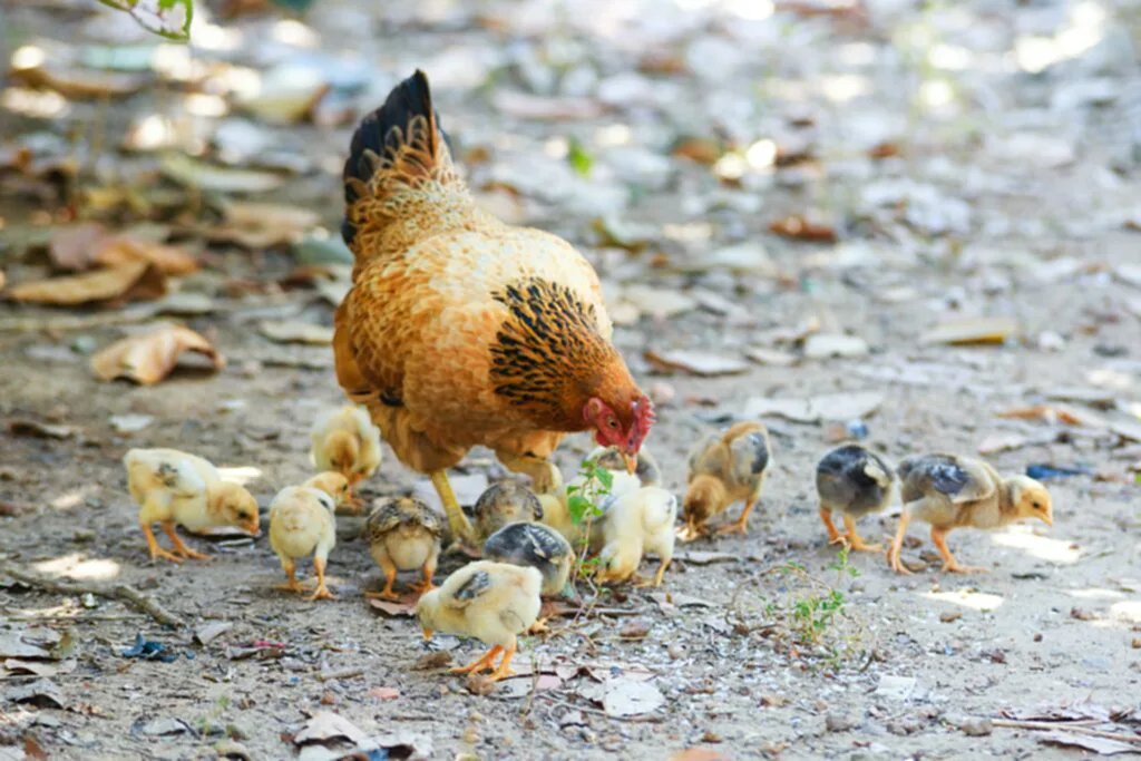 กัมพูชา, ไข้หวัดนก, ไข้หวัด นก h5n1, ข่าว ไข้หวัด นก, ไข้หวัด นก ล่าสุด, ไข้หวัด นก อาการ, ผู้ป่วยโรคไข้หวัดนก, สัตว์ปีก, เชื้อไวรัสฯ, ไข้หวัดใหญ่, ไข้หวัดนกสายพันธุ์ H5N1