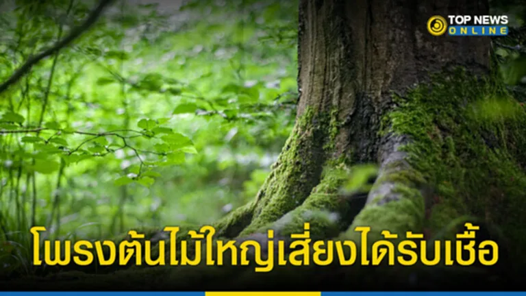 โพรงต้นไม้ใหญ่