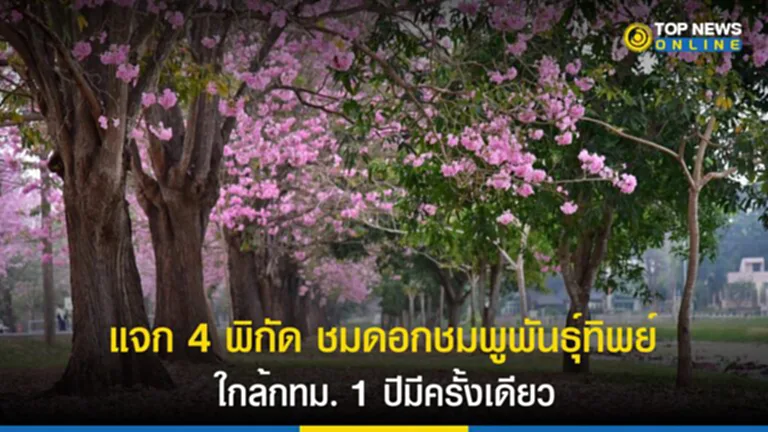 ชมพูพันธุ์ทิพย์, ดอก ชมพู พันธุ์ ทิพย์ จตุจักร, ชมพู พันธุ์ ทิพย์ จตุจักร, ต้นไม้ ดอก สีชมพู, ต้น ชมพู พันธุ์ ทิพย์, ชมพู พันธุ์ ทิพย์ กํา แพง แสน 2566, ชมพู พันธุ์ ทิพย์ เกษตร กํา แพง แสน, ดอกชมพูพันธุ์ทิพย์,​ ชมพูอินเดีย, ตาเบบูย่าสีชมพู