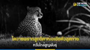 ไตวายพรากลูกชีตาห์เอเชียตัวสุดท้าย หวั่นใกล้สูญพันธุ์