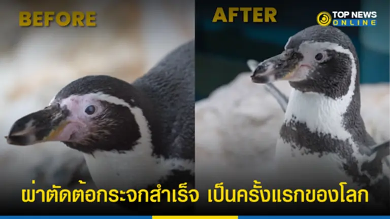 ต้อกระจก, โรค ต้อ กระจก ต้อ กระจก เกิด จาก, เพนกวิน, เพนกวินสูงอายุ, สิงคโปร์, King Penguin, Humboldt penguin, สวนนกจูร่ง, สัตวแพทย์, ผ่าตัด