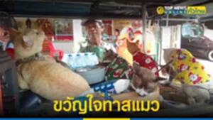 ขวัญใจทาสแมว