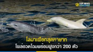 โลมาเผือก, ลูกโลมาเผือก, โลมาปากขวดอินโดแปซิฟิก, ภาวะเผือกแท้, Albinism, Leucism, ยีนเผือก