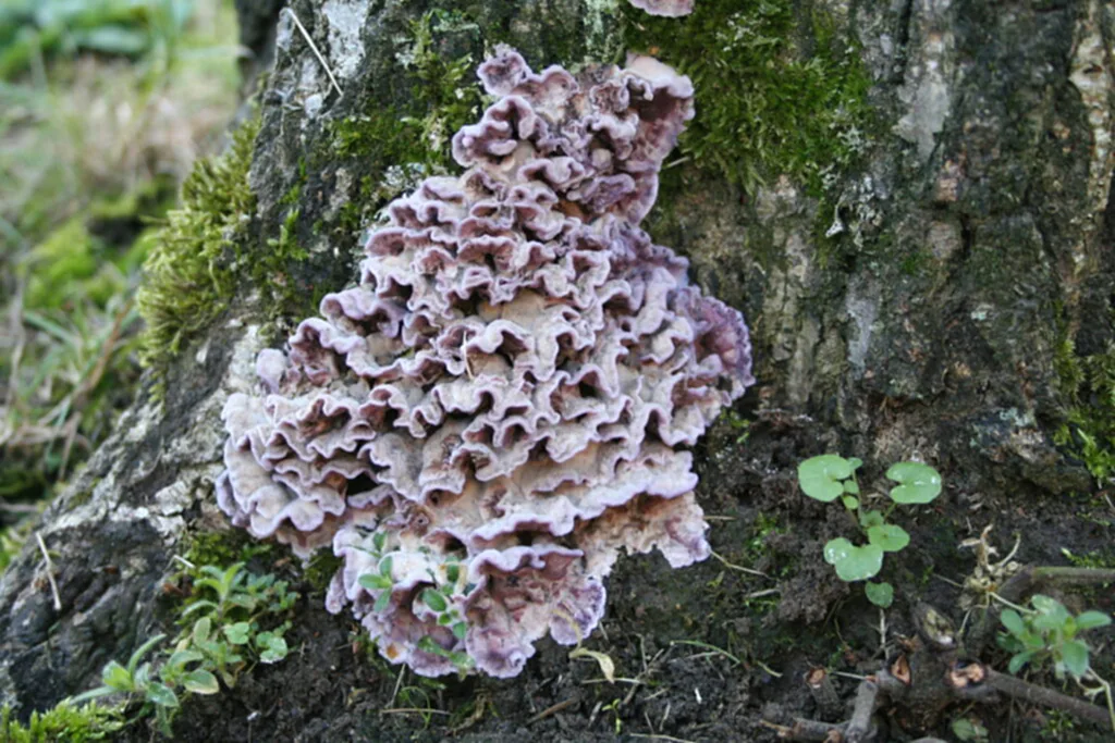 เชื้อรา, โรคใบเงิน, chondrostereum purpureum, เชื้อโรค, ภาวะโลกร้อน, The Last of Us, Ophiocordyceps