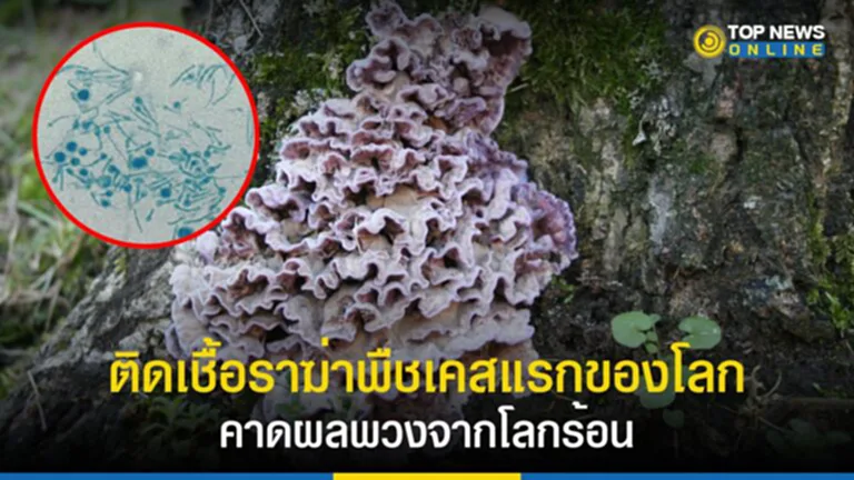 เชื้อรา, โรคใบเงิน, chondrostereum purpureum, เชื้อโรค, ภาวะโลกร้อน, The Last of Us, Ophiocordyceps