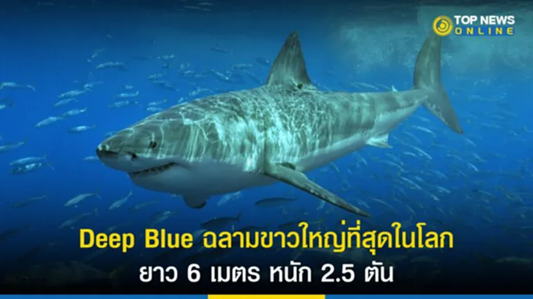 ฉลามขาว, ฉลาม ขาวที่ใหญ่ที่สุดในโลก, Deep Blue, ฉลามขาวยักษ์, ปลาที่ใหญ่ที่สุด, เม็กซิโก