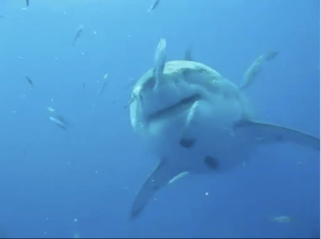 ฉลามขาว, ฉลาม ขาวที่ใหญ่ที่สุดในโลก, Deep Blue, ฉลามขาวยักษ์, ปลาที่ใหญ่ที่สุด, เม็กซิโก